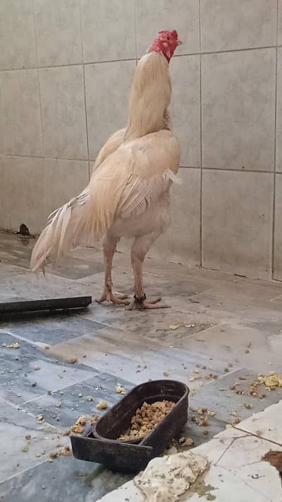 Premium Quality Heera Breeder URGENT SALE!!