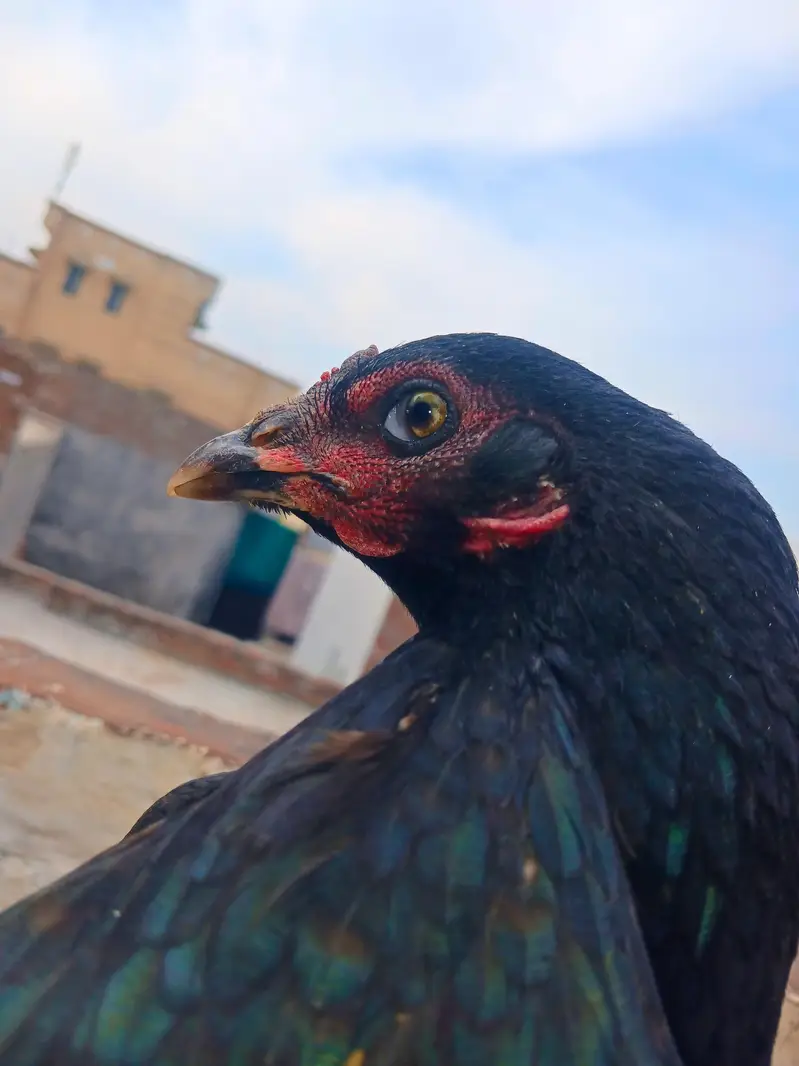 Aseel — photo 7