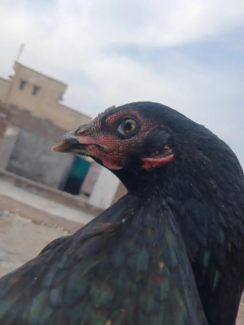 Aseel — photo 9
