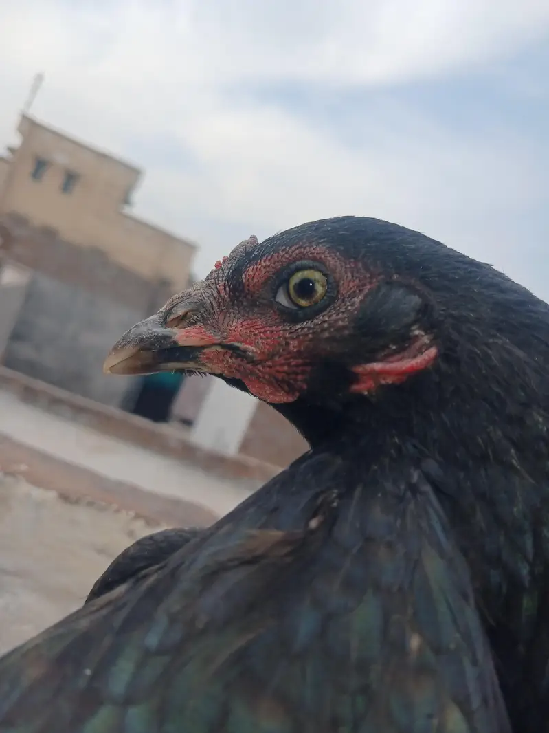 Aseel — photo 10