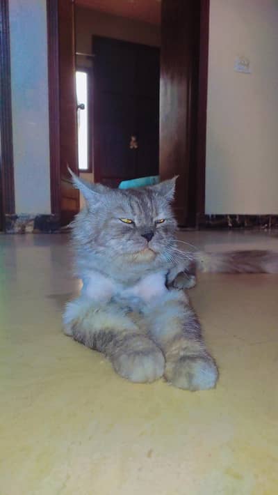 Grey Persian Cat for Sale – Healthy, Fluffy & Vaccinated