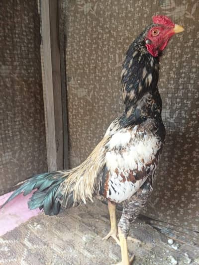 aseel patha for sale