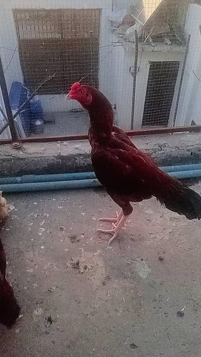 aseel  pair plus chicks