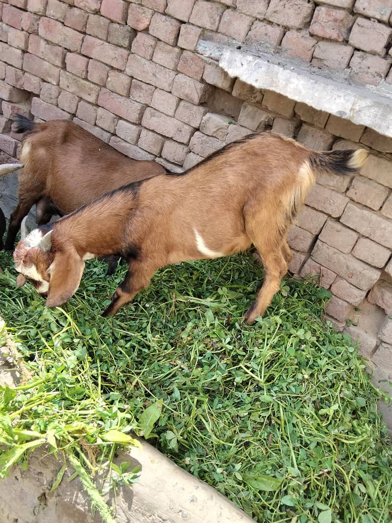 bakra 0