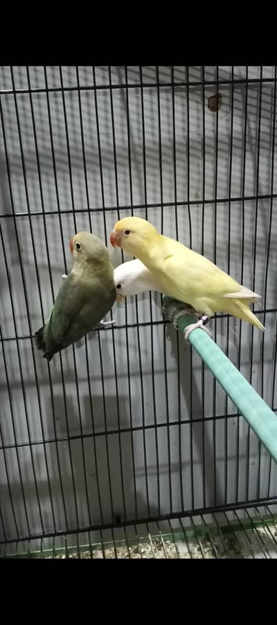 parblue opaline creamino albino 3 piece