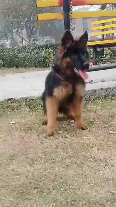 German Shepherd puppies and active vip pure breed Whatsapp 03410623551