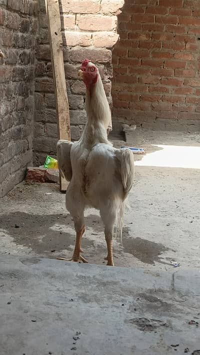 king oh shamo breder male