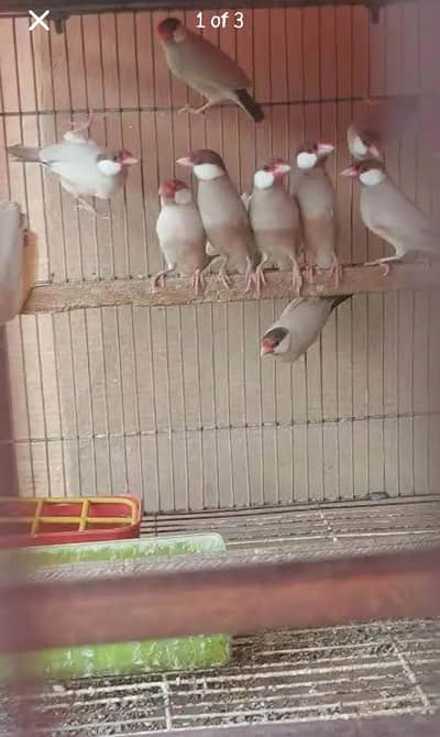 Fawn java breeder pairs for sale