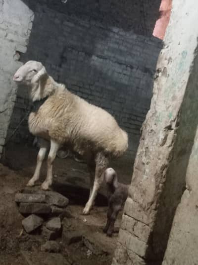 qabli white dumba donda