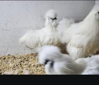 silkie hens trio set