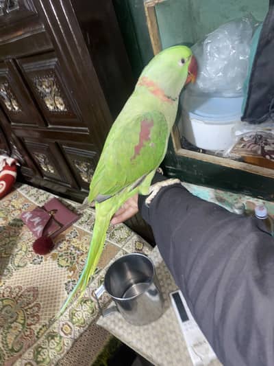 Raw Hand Tame Male O Biet.               03059322440