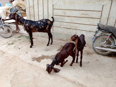 kamori bakri with 2 female kids