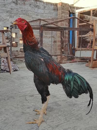 HIGH QUALITY JAPANESE+THAI PAIR FOR SALE AGE 6 MONTH