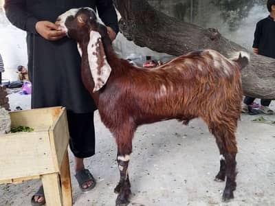 kona bakra