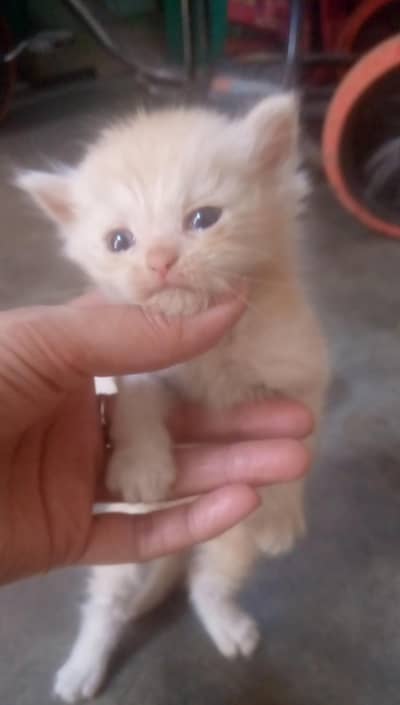 pershian kitten 5 females  2 golden colour 3 white . home breed