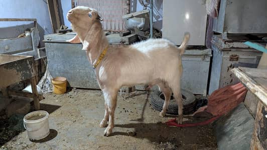 Bakra for sale