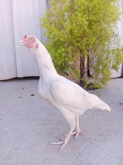 Paper White Madi  Safaid ankh