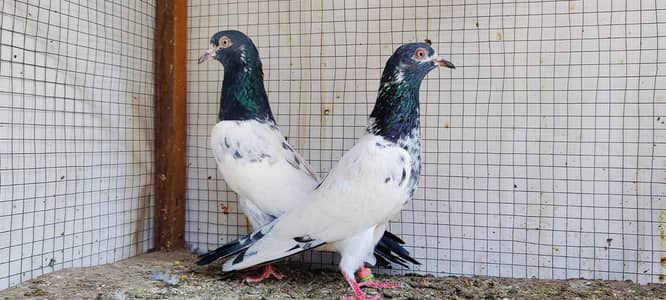 ch wla tady pair Andy becho ke garnti