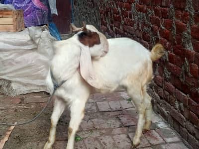 Sindhi Bakra Healthy mashAllah