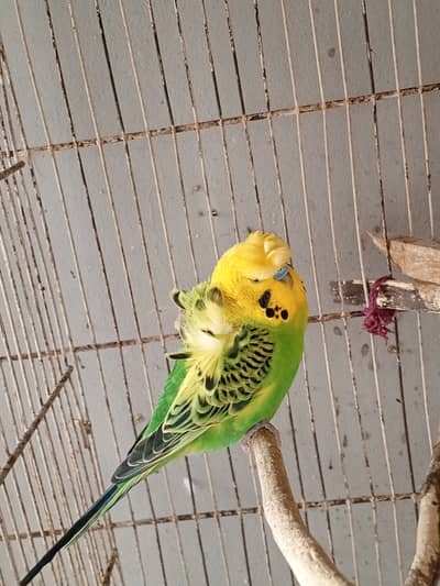 Hogoromo double flower