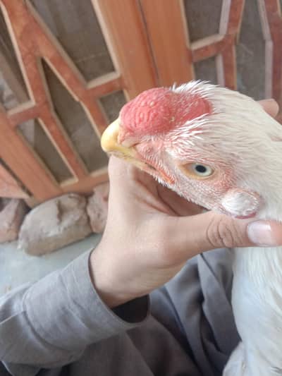 pure parrot beak aseel patha for sale WhatsApp 03332745762