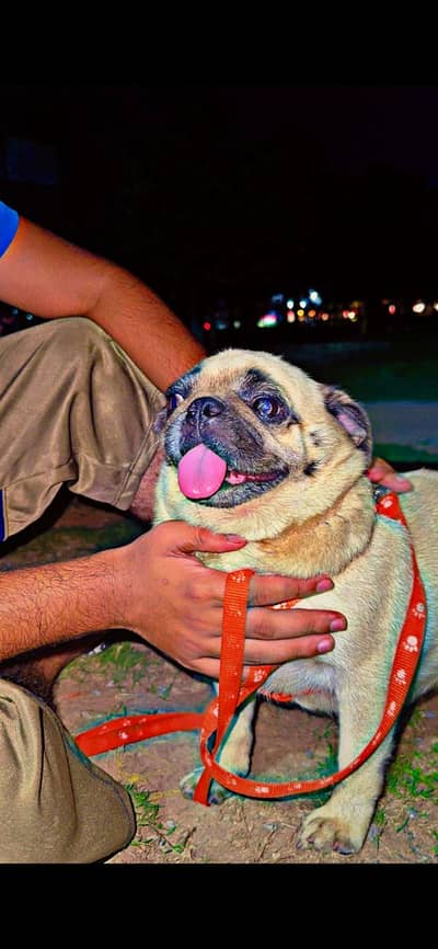 PKC Pedigree Pug Female Confirm Breeder for sale