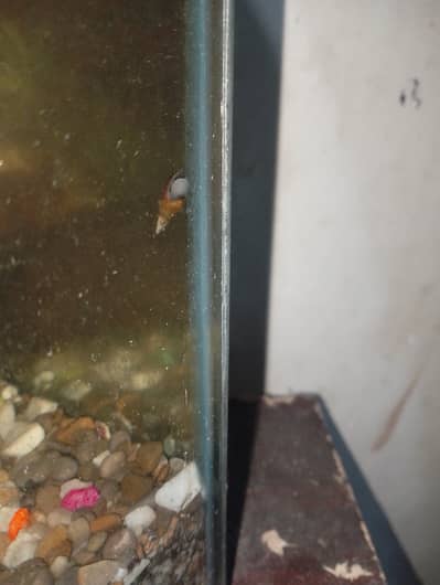 Malaysian Trumpet Snails – Buy 2 Pairs, Get 2 Free