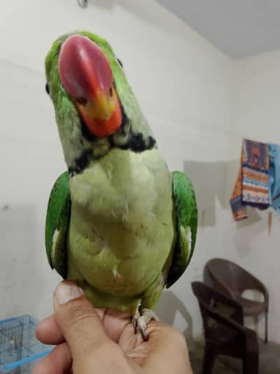 Raw parrot for sell