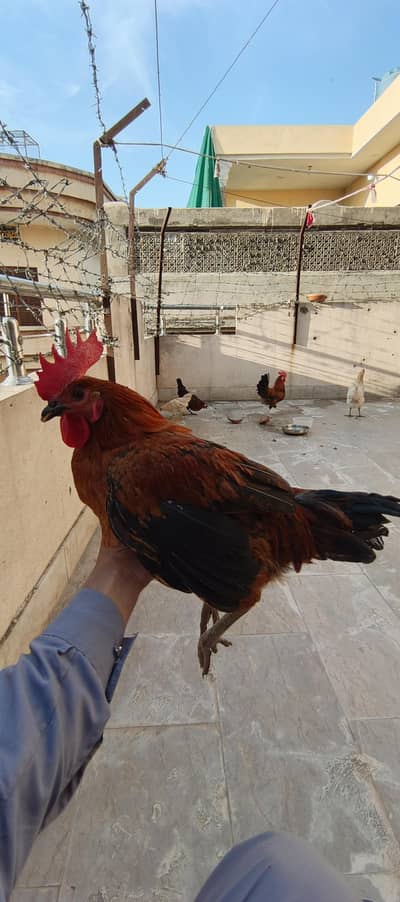 Pure desi murgha for sale