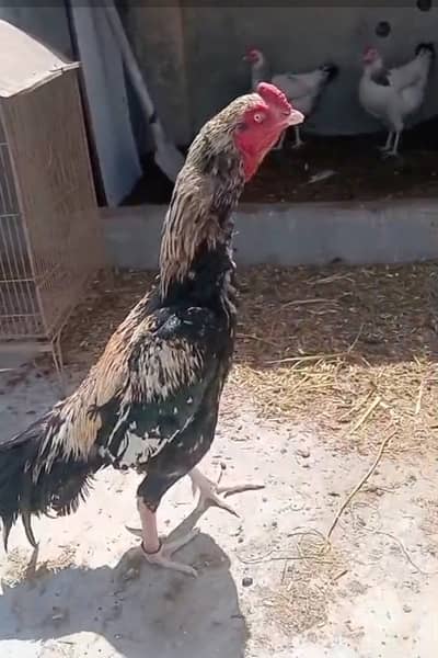 Jawa aseel full hight