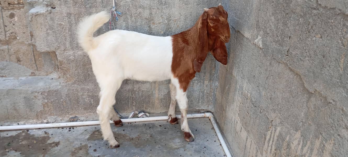 Bakra - Goats - 1113326269