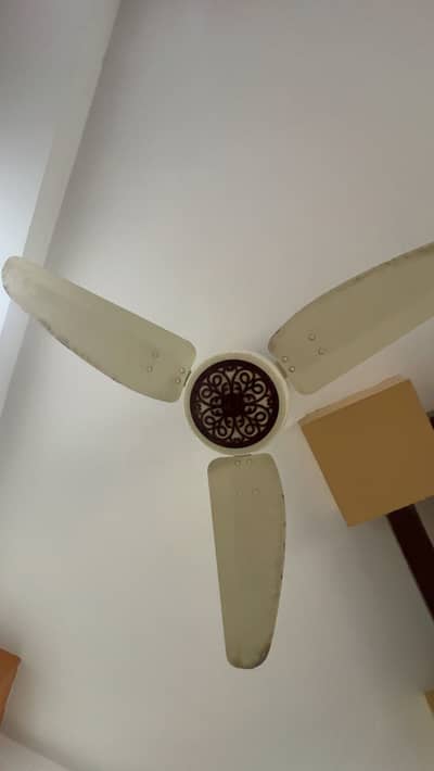 Royal Ceiling Fan