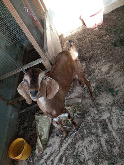 2 female sale 70000 both