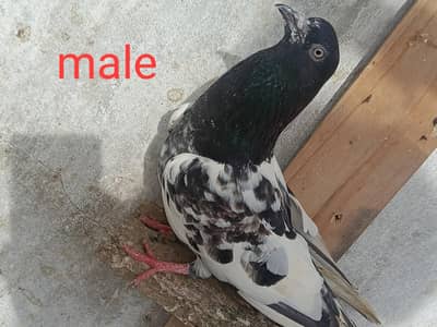 2 male . 1 female perwazi pigeon.