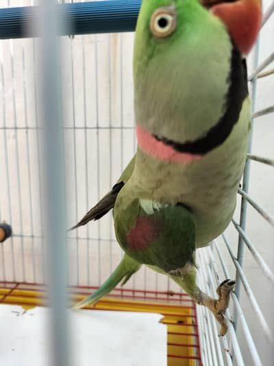 green Parrot
