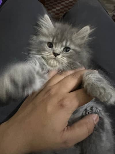 Triple coated male kitten