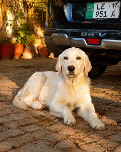 Labrador dog for sale