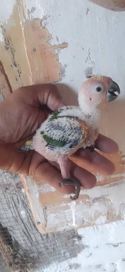 sunconoure chiks . 03081250912