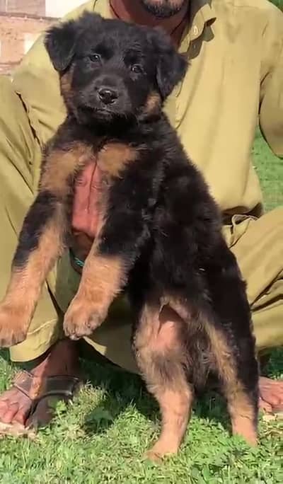 Black German shepherd | Puppy | GSD | Dog for sale | Long coat