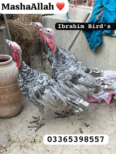 Blue Turkey Males & Heera Male Breeder