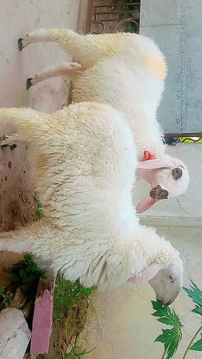 2 Dumba for sale Jodi