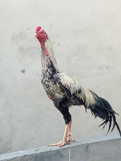 khubsurat murga acchi breed hai WhatsApp per bi rabta kar sakta ha