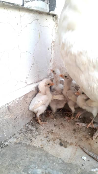 Pure Paper White Blue eyes Heera Aseel Chicks بلیو آئ ہیرا چکس