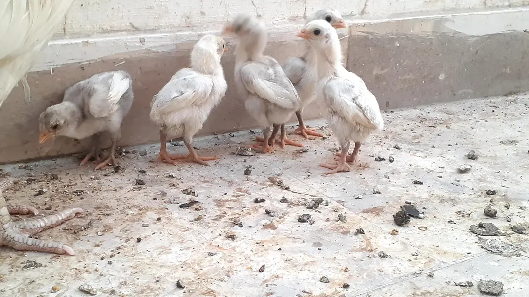 Pure Paper White Blue eyes Heera Aseel Chicks بلیو آئ ہیرا چکس — photo 2
