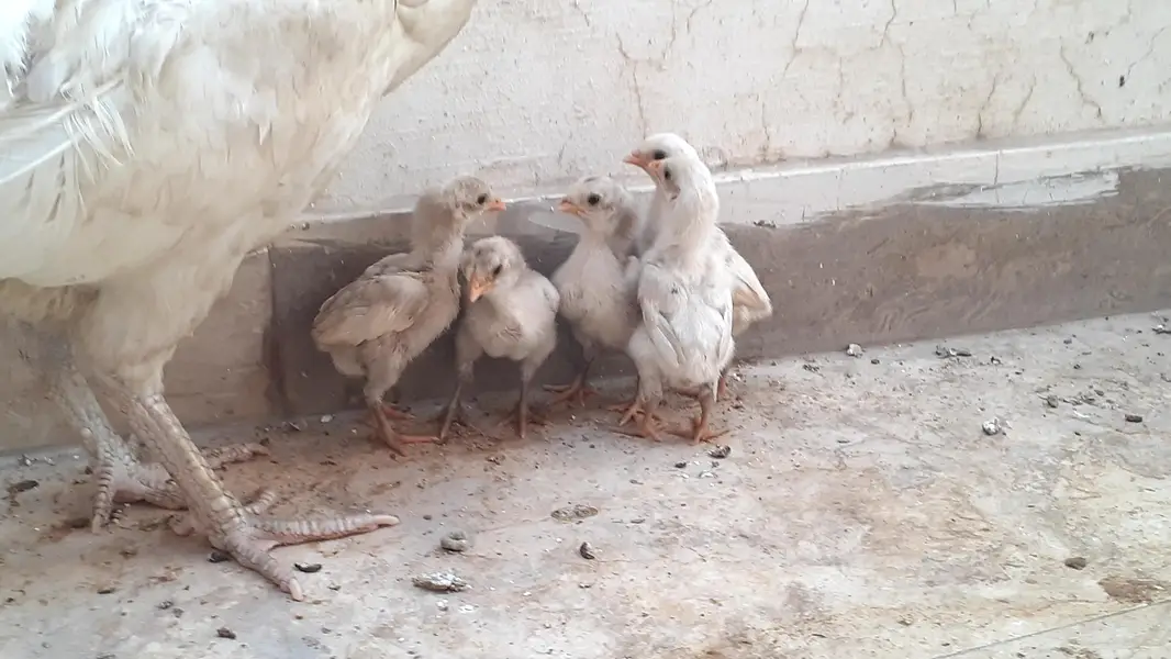 Pure Paper White Blue eyes Heera Aseel Chicks بلیو آئ ہیرا چکس — photo 3