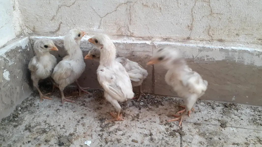 Pure Paper White Blue eyes Heera Aseel Chicks بلیو آئ ہیرا چکس — photo 4