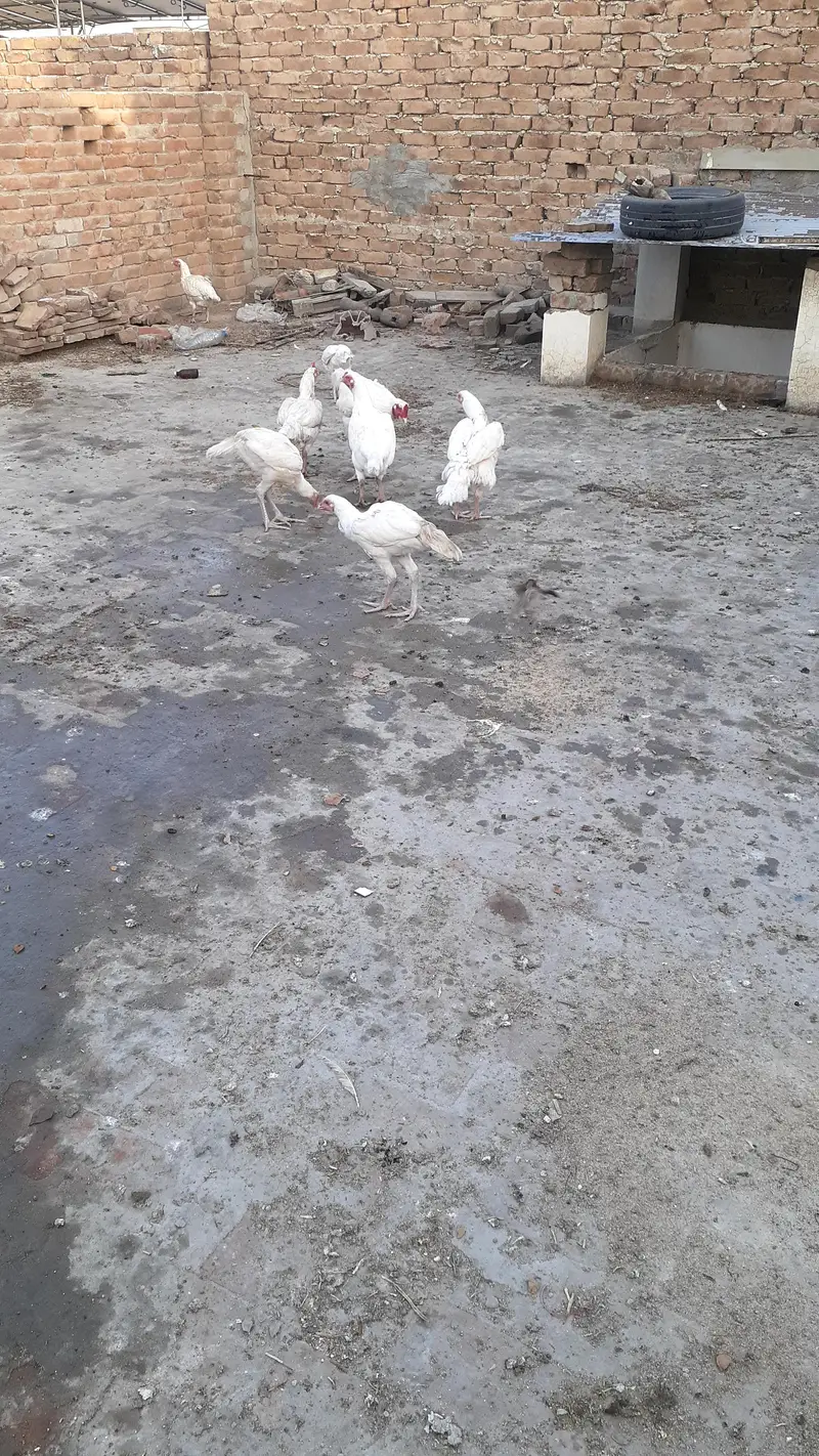 Pure Paper White Blue eyes Heera Aseel Chicks بلیو آئ ہیرا چکس — photo 10