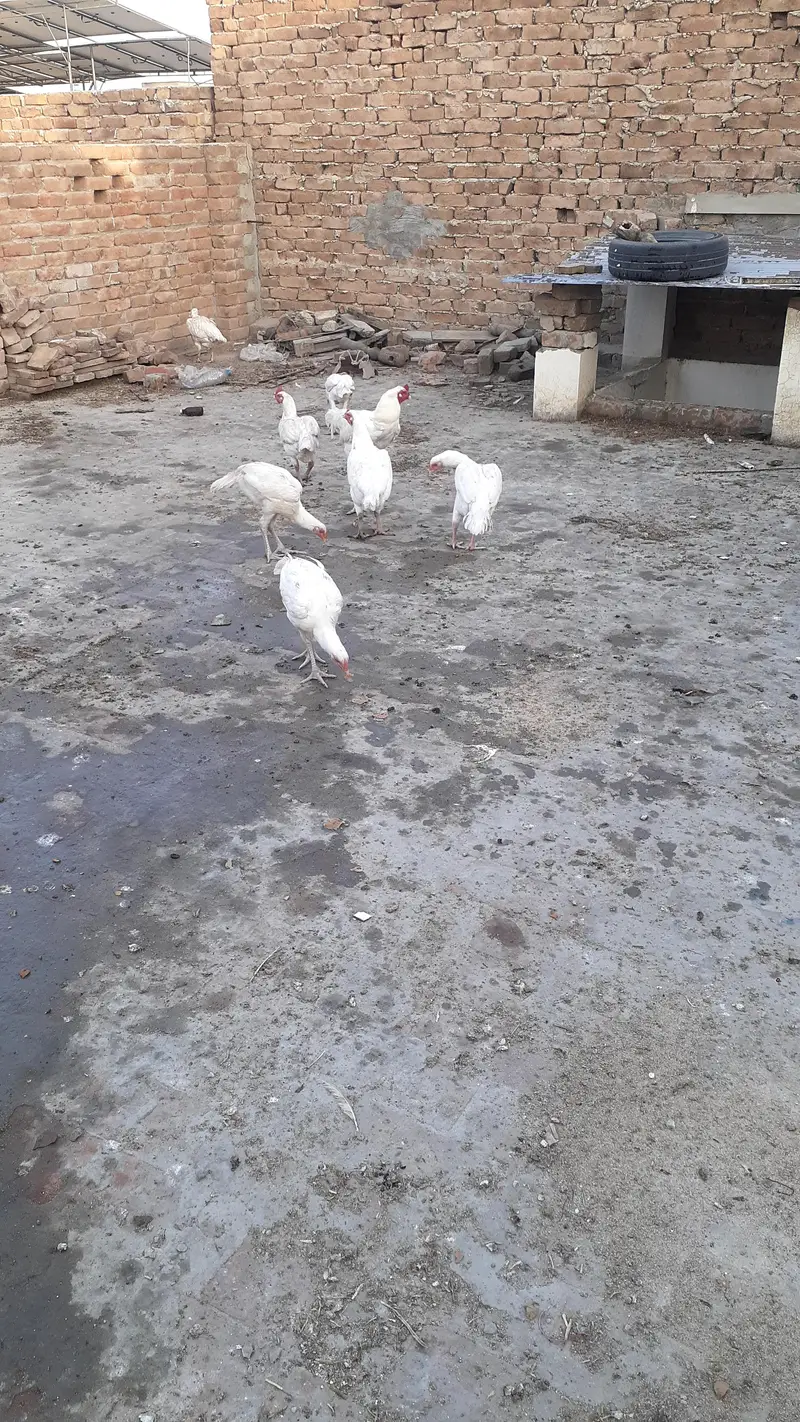 Pure Paper White Blue eyes Heera Aseel Chicks بلیو آئ ہیرا چکس — photo 11