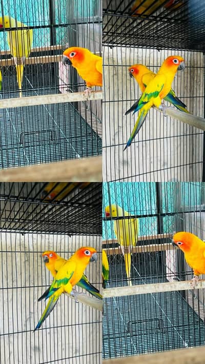 Yellow IRN & Sun Conure Pair