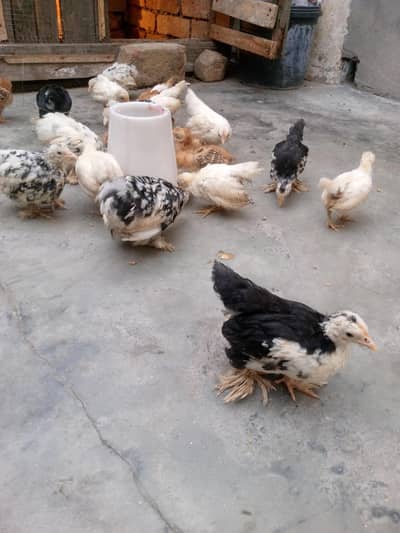 English game, milli flower/incubator, brooder